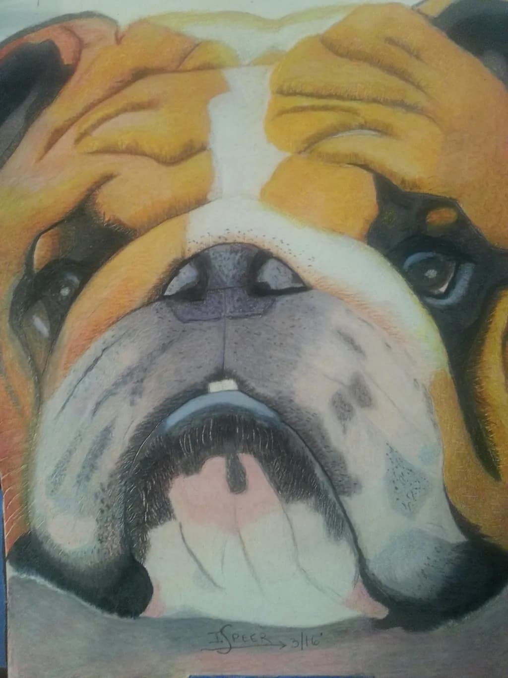 Bulldog Face