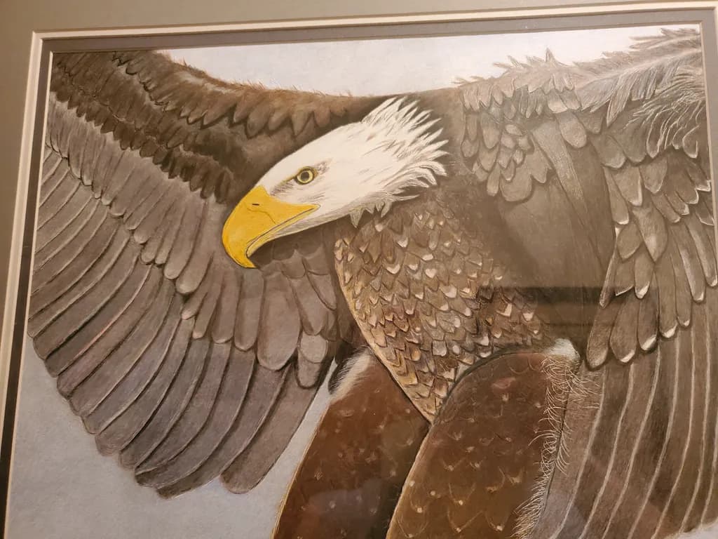 Bald Eagle