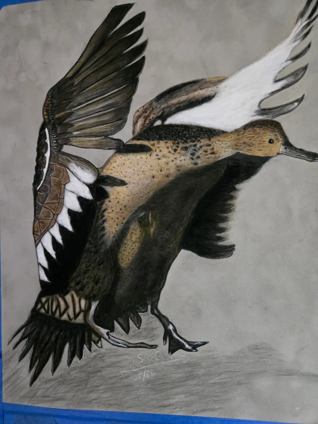Female Pintail Landing