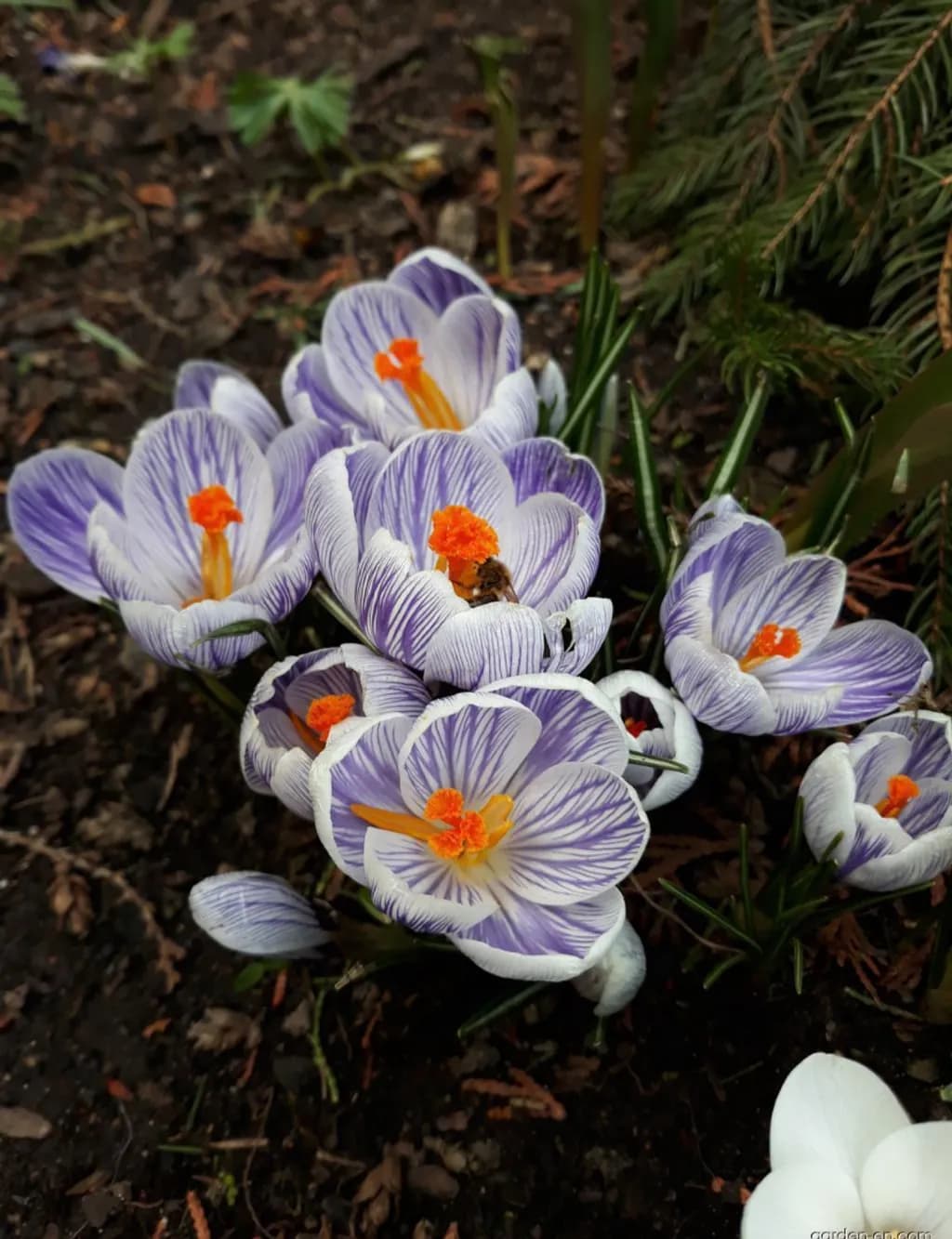 Striped Crocus Cluster
