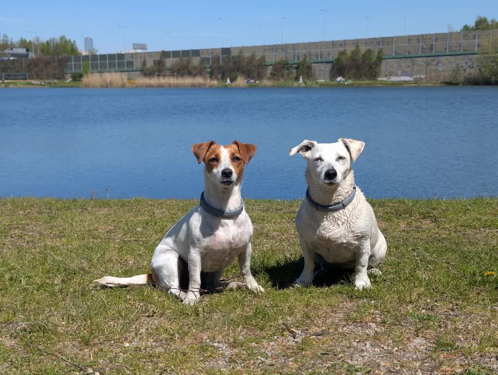 Lakeside Companions