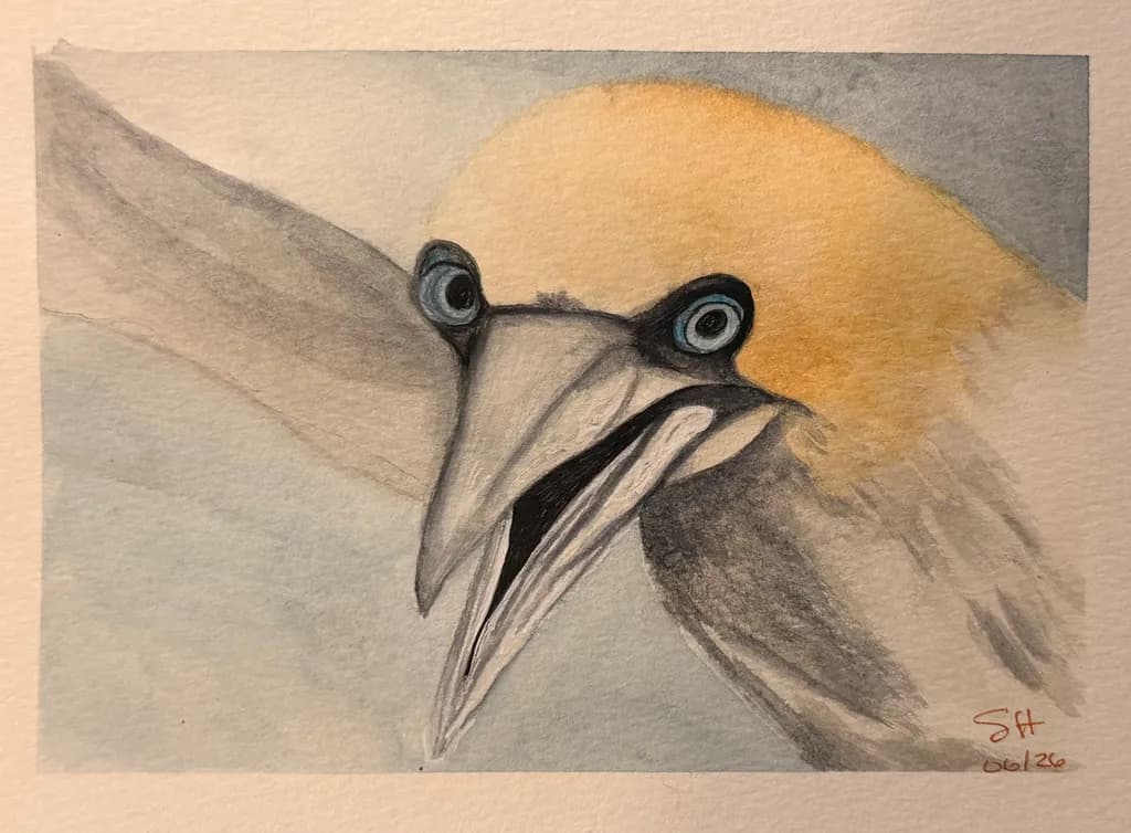 Gannet Glance