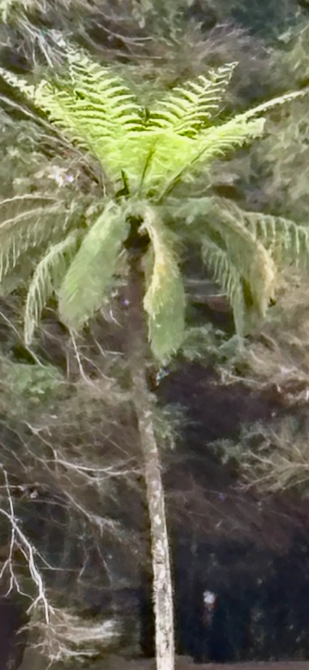 Ghostly Palm