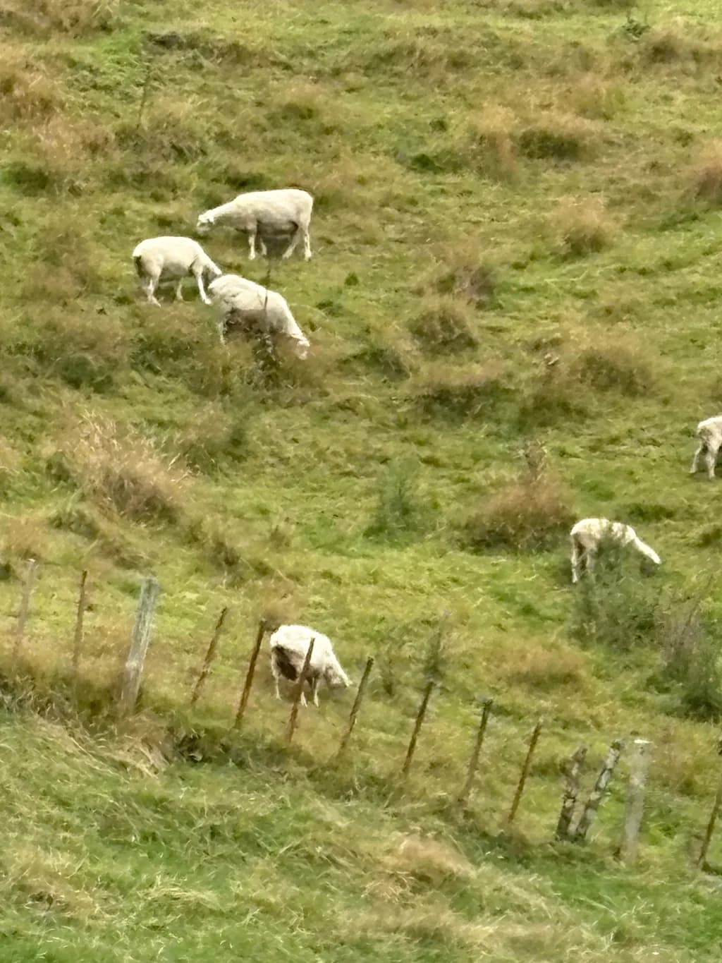 Grazing on the Hillside