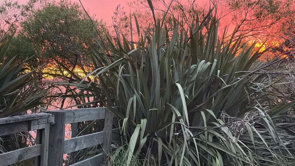 Sunset Thicket