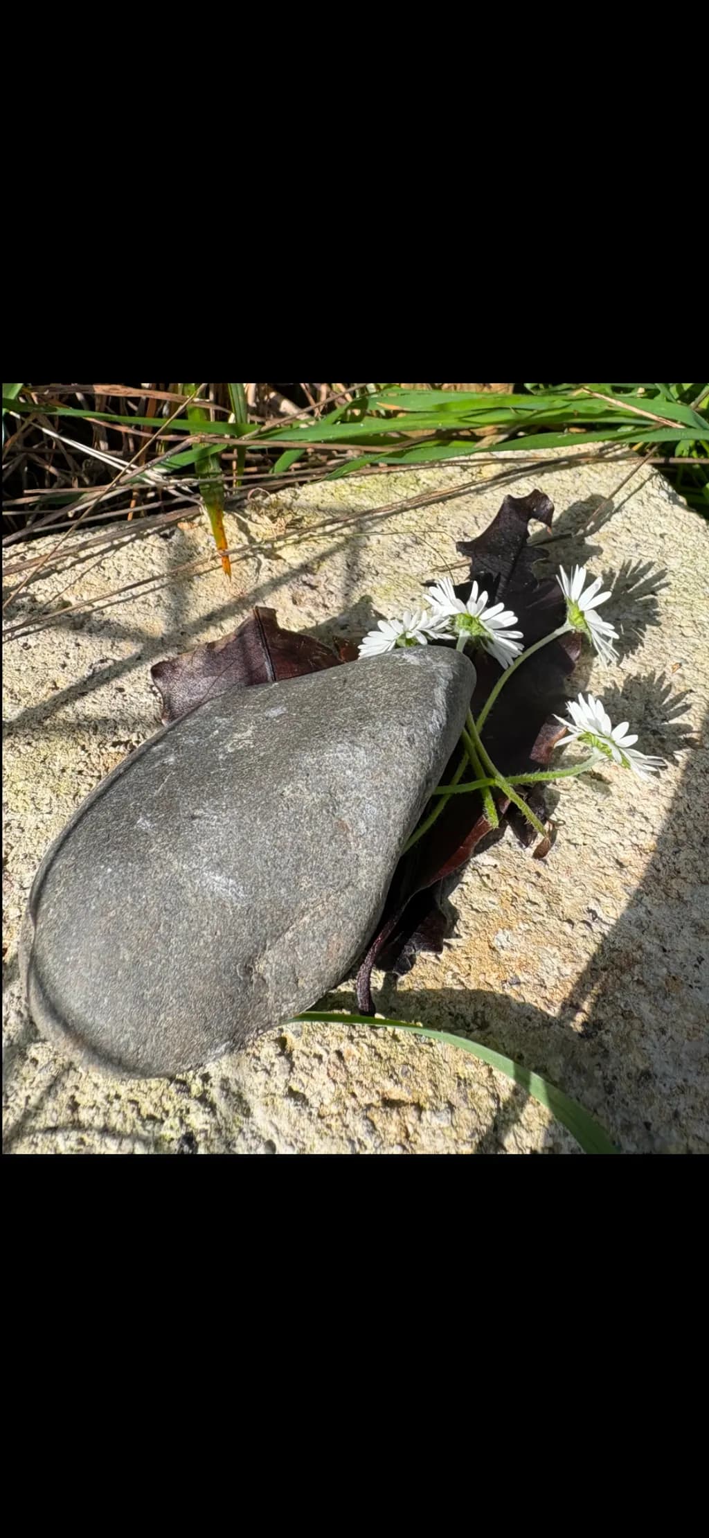 Daisies and Stone