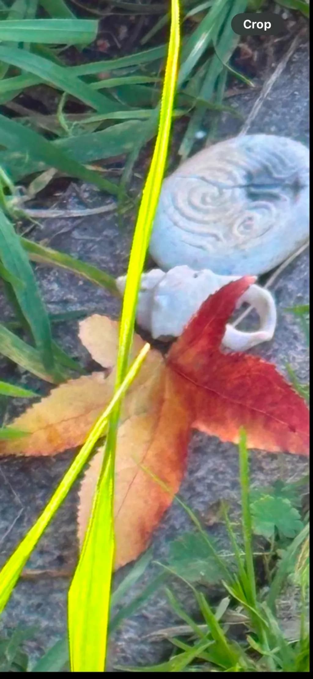 Stone and Autumn Leaf