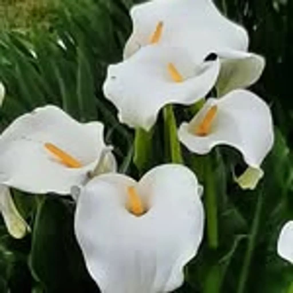 Calla Harmony