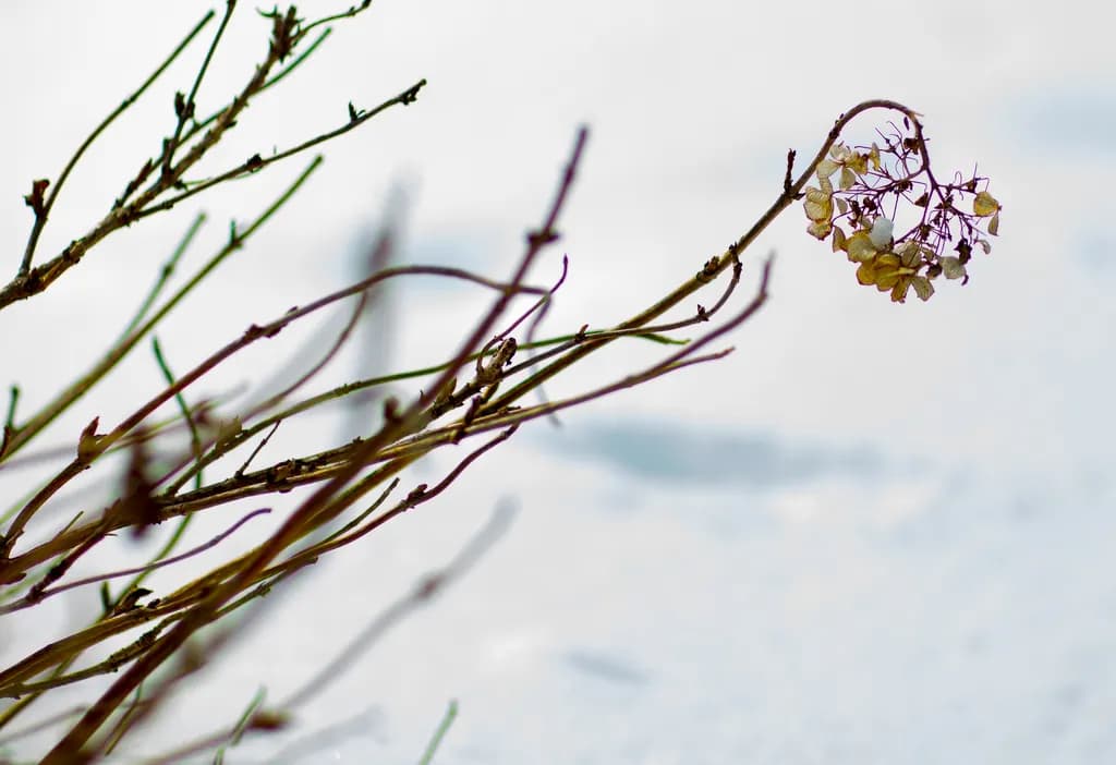 Dried Flowers in Winter