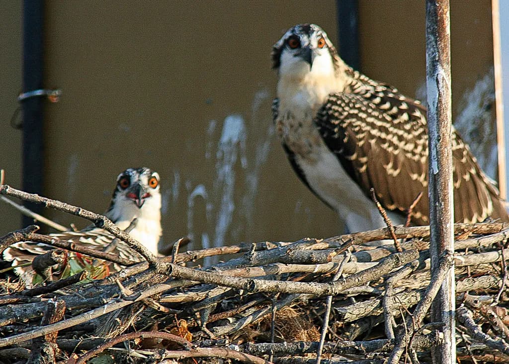 Solomons Osprey Nest