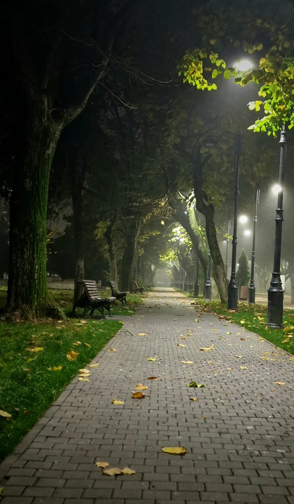 Moonlit Pathway