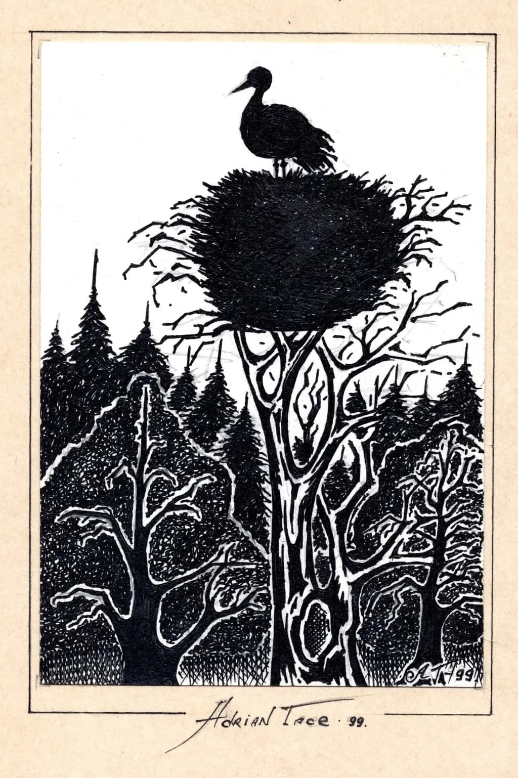 Perched in Shadow