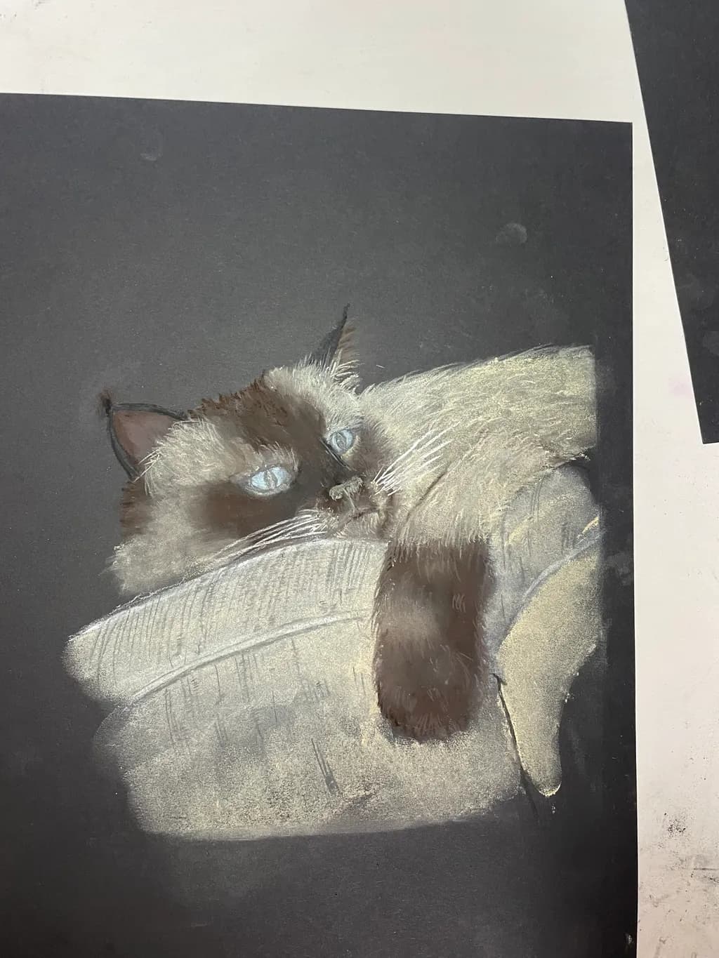 Resting Cat