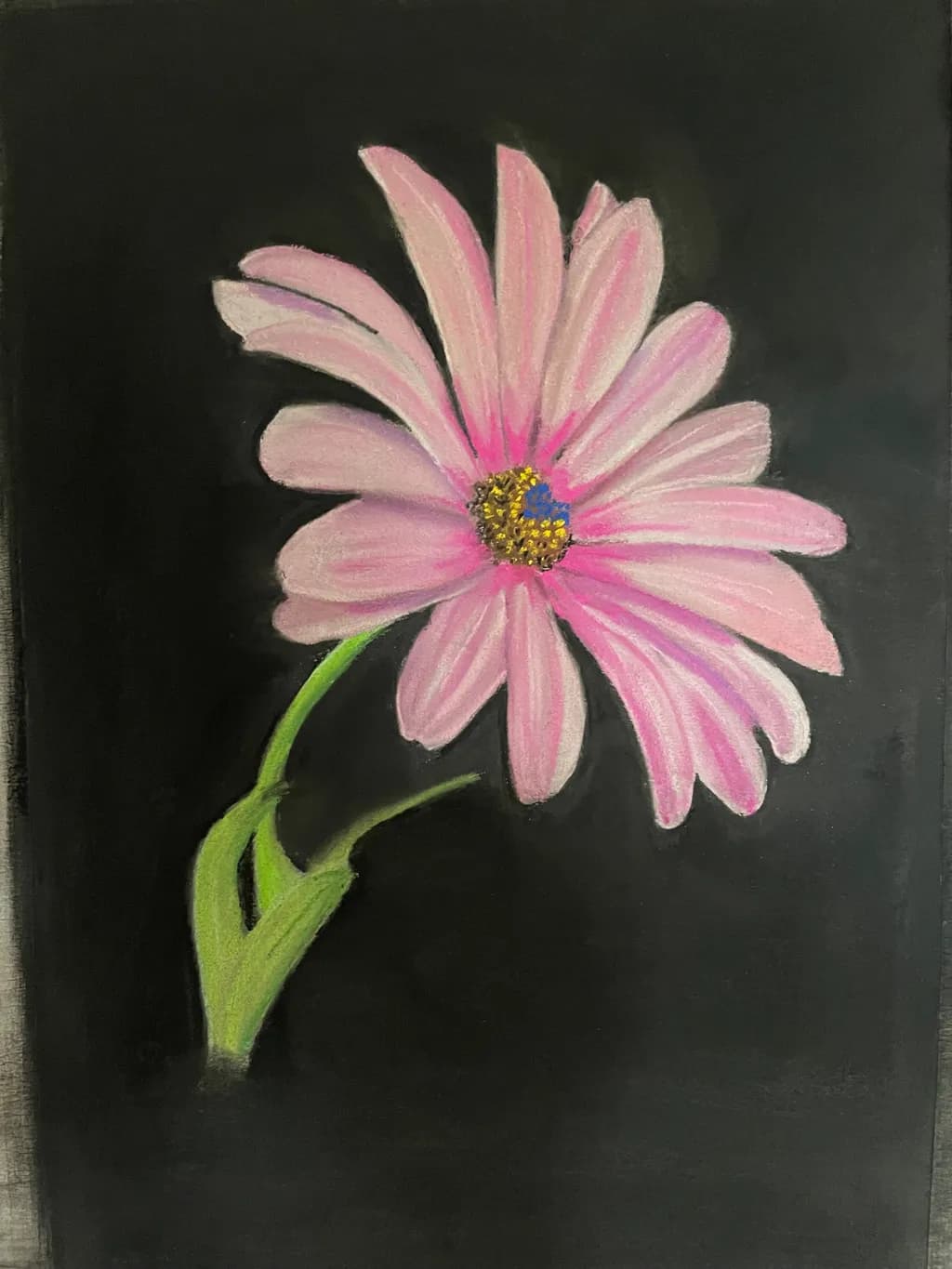 Pink Daisy Contrast