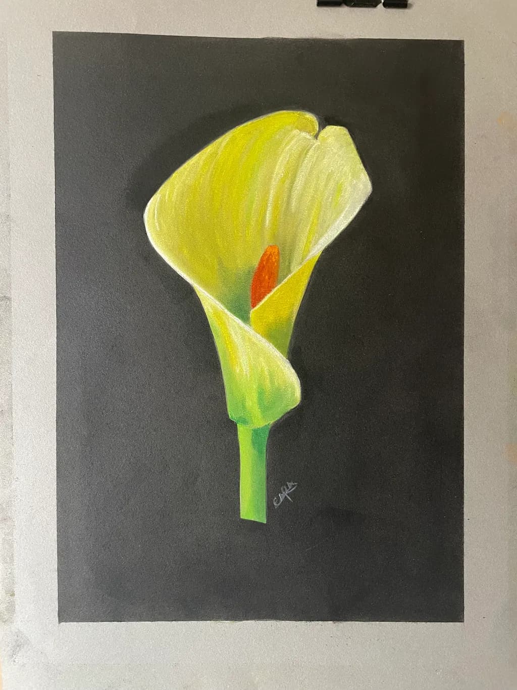 Calla Lily Glow