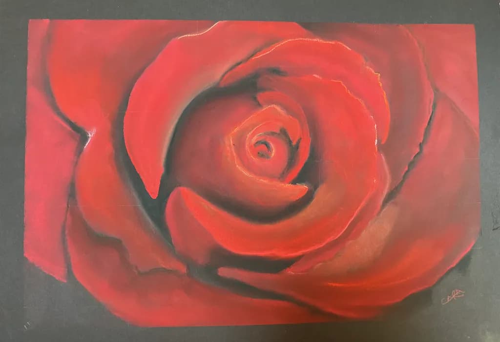 Red Rose Closeup