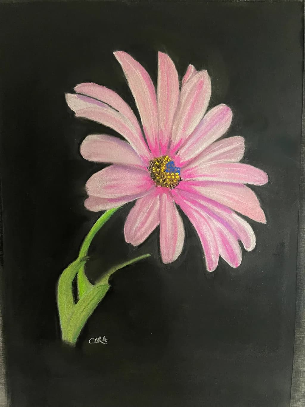Pink Contrast