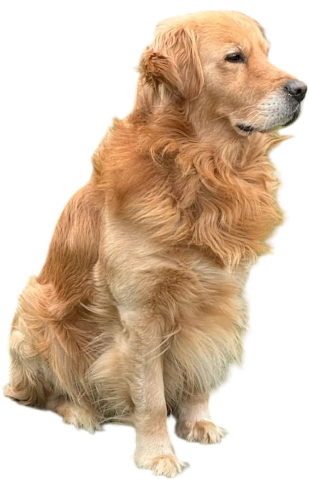 Golden Majesty