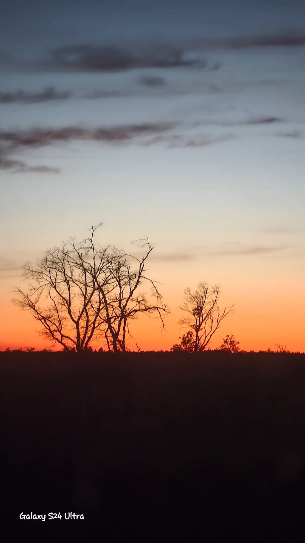 Dusky Silhouettes