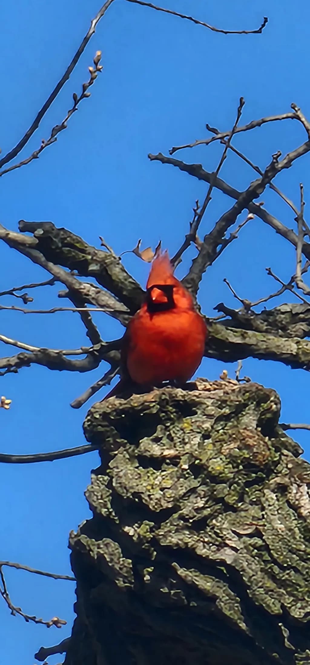 Red Sentinel