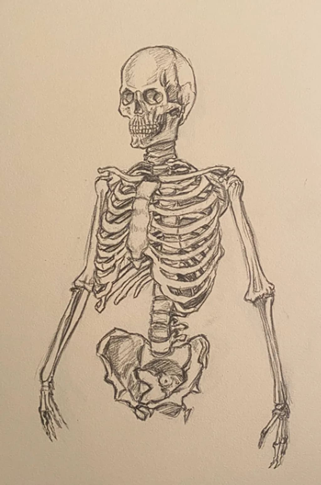 Anatomical Study