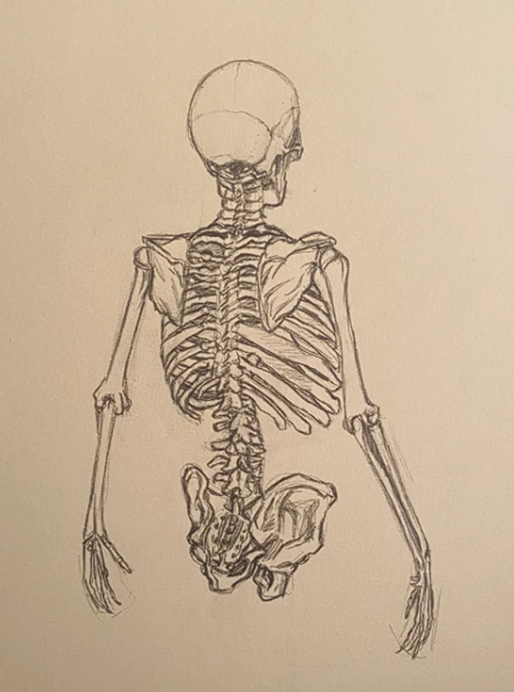 Anatomical Reverie