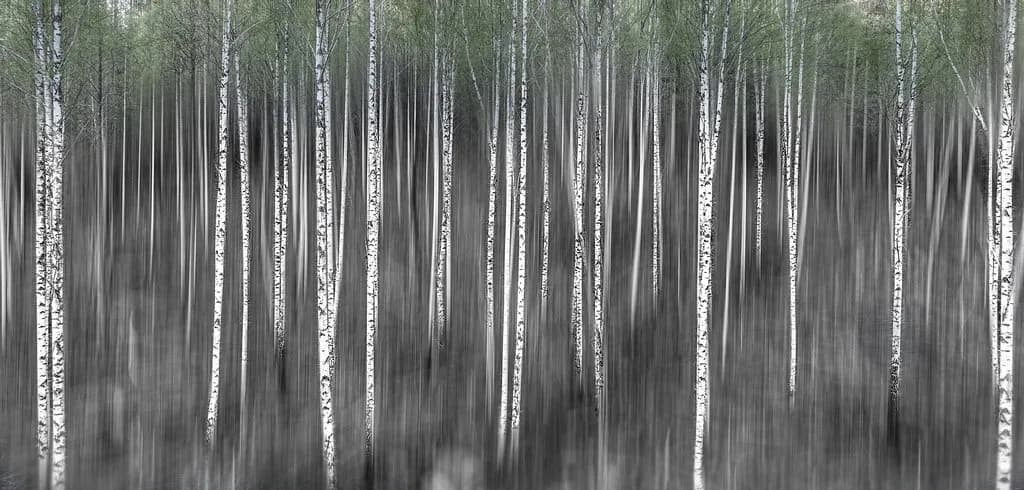Ghostly Birches