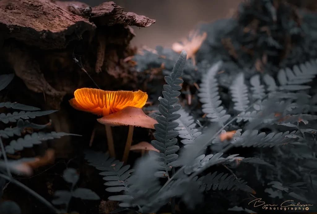 Glowing Fungi