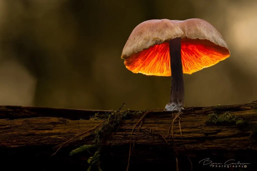 Glowing Mushroom