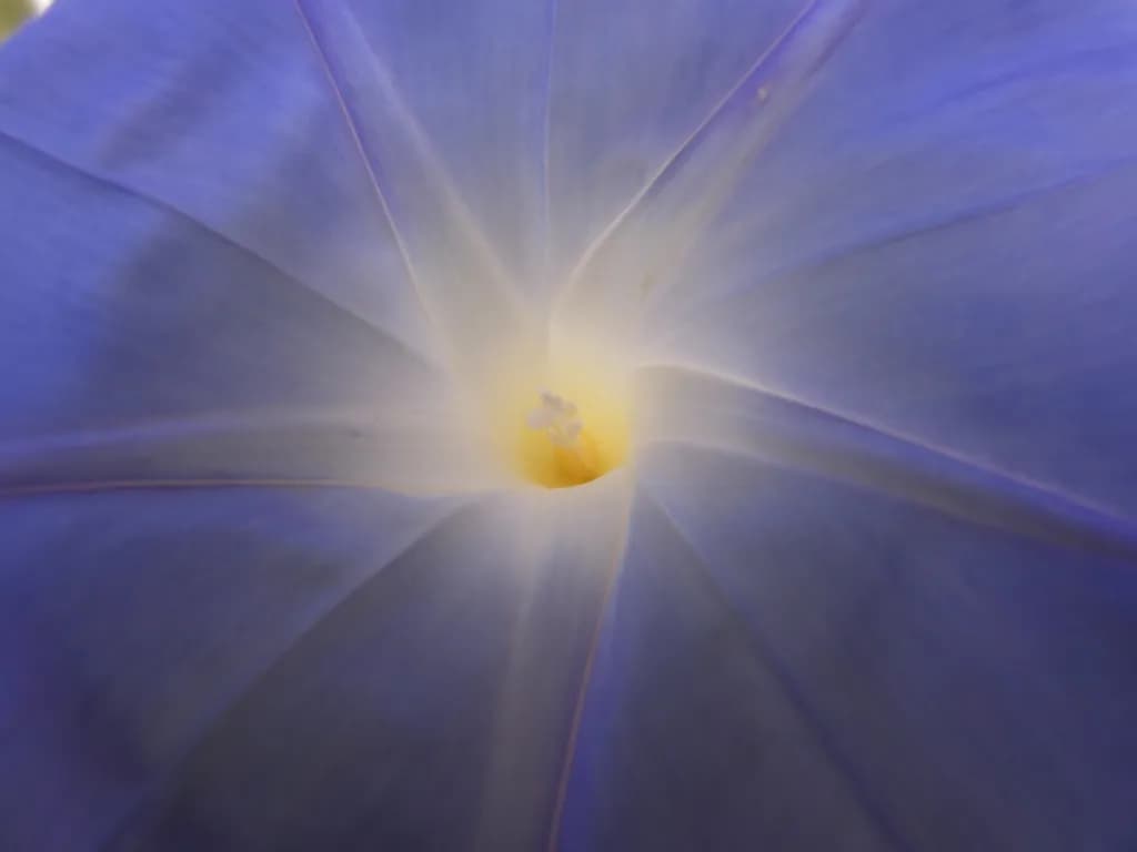 Radiant Bloom