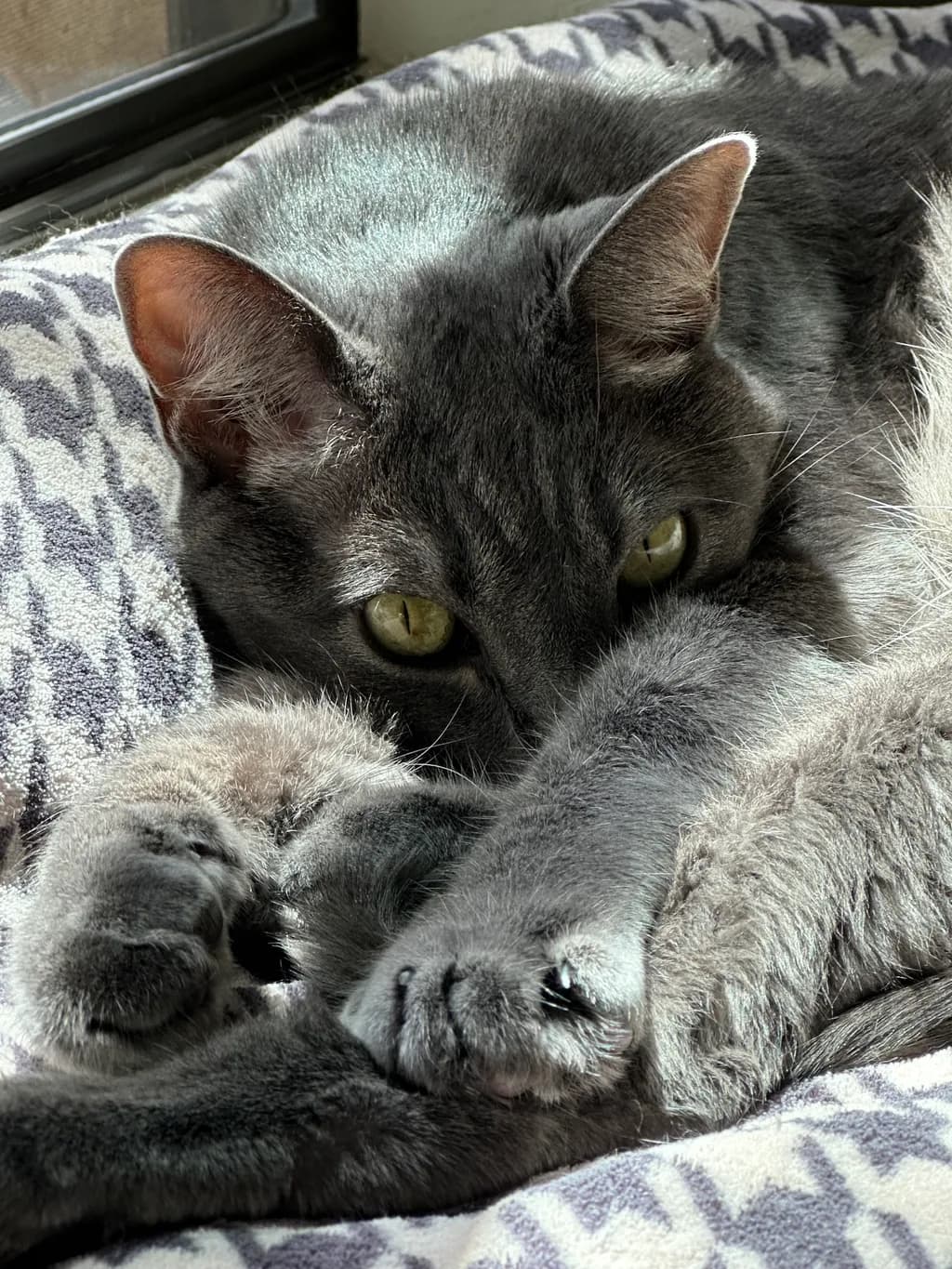 Lurking Gaze