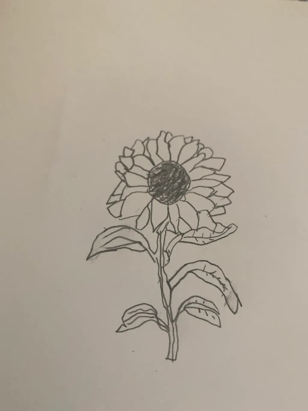 Sunflower Sketch
