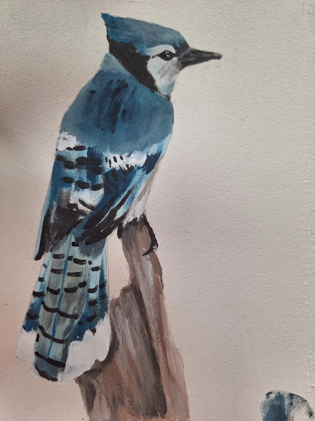 Blue Jay Perch