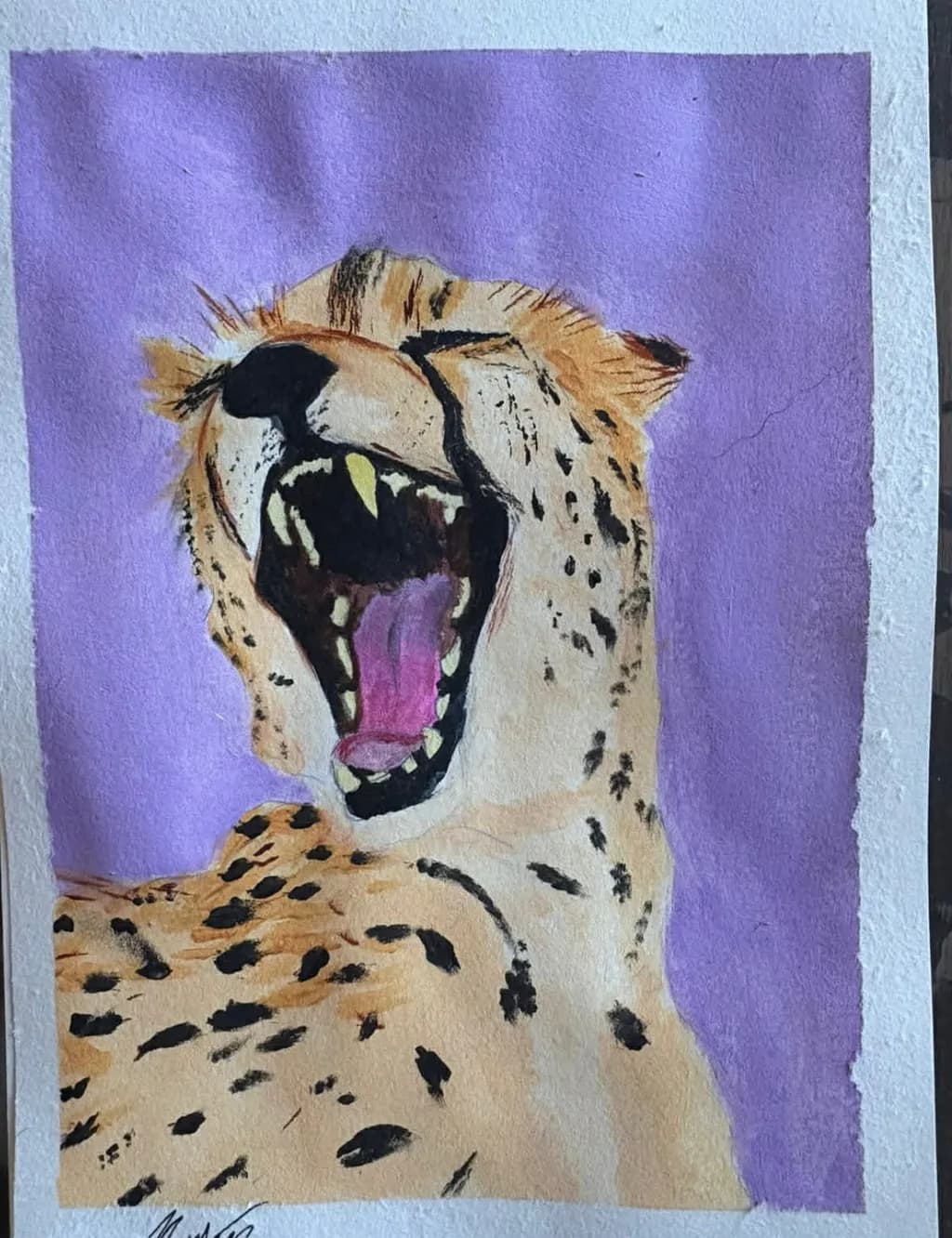 Cheetah Yawn