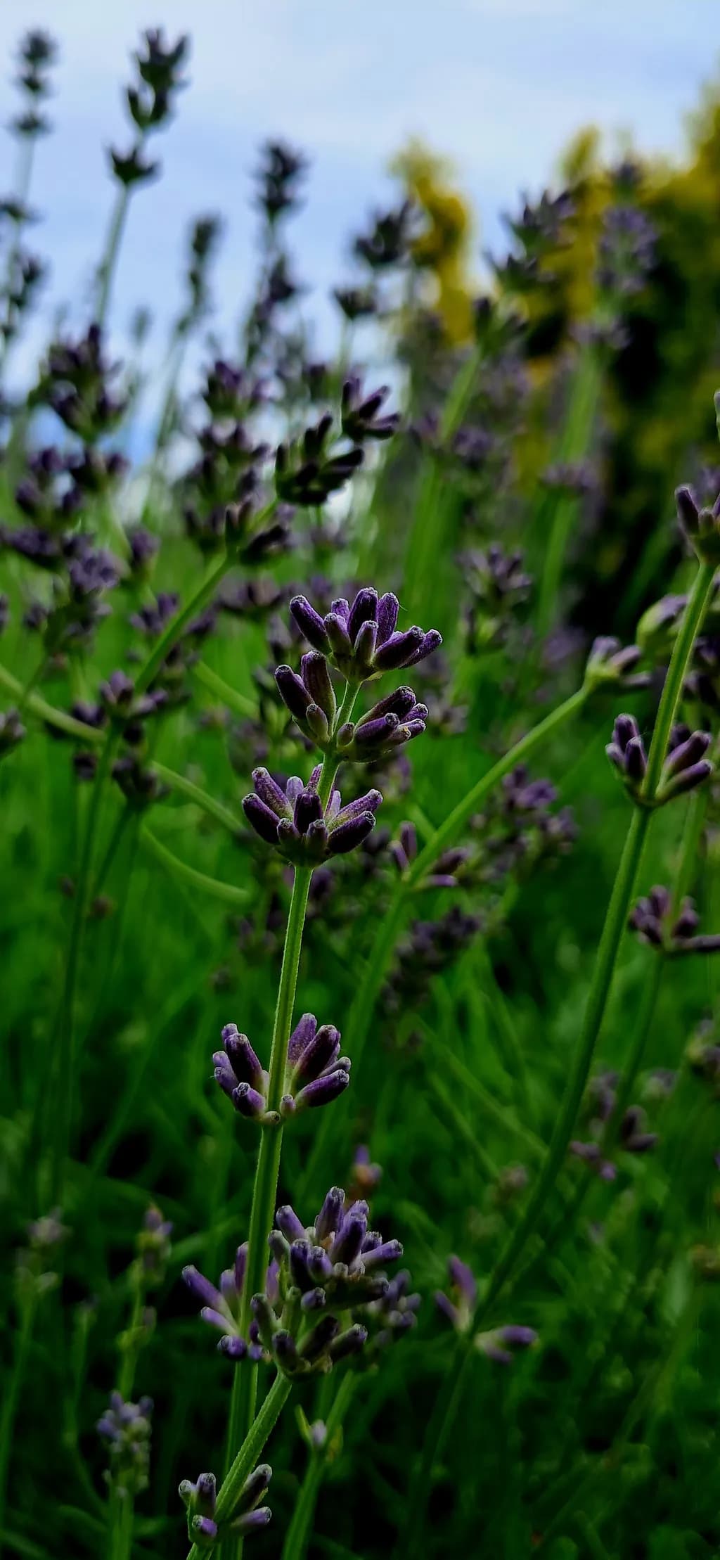 Lavender Awakening