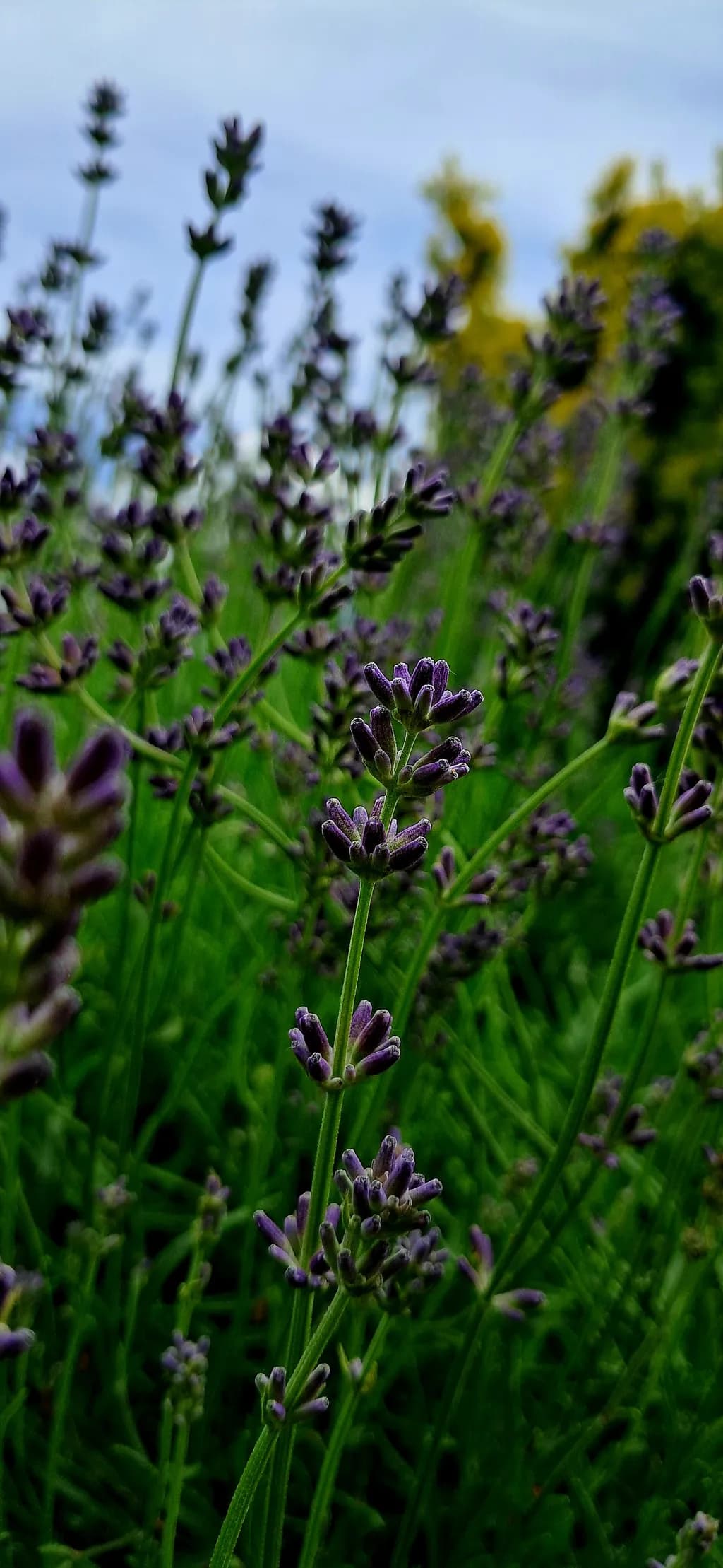 Lavender Sprouts