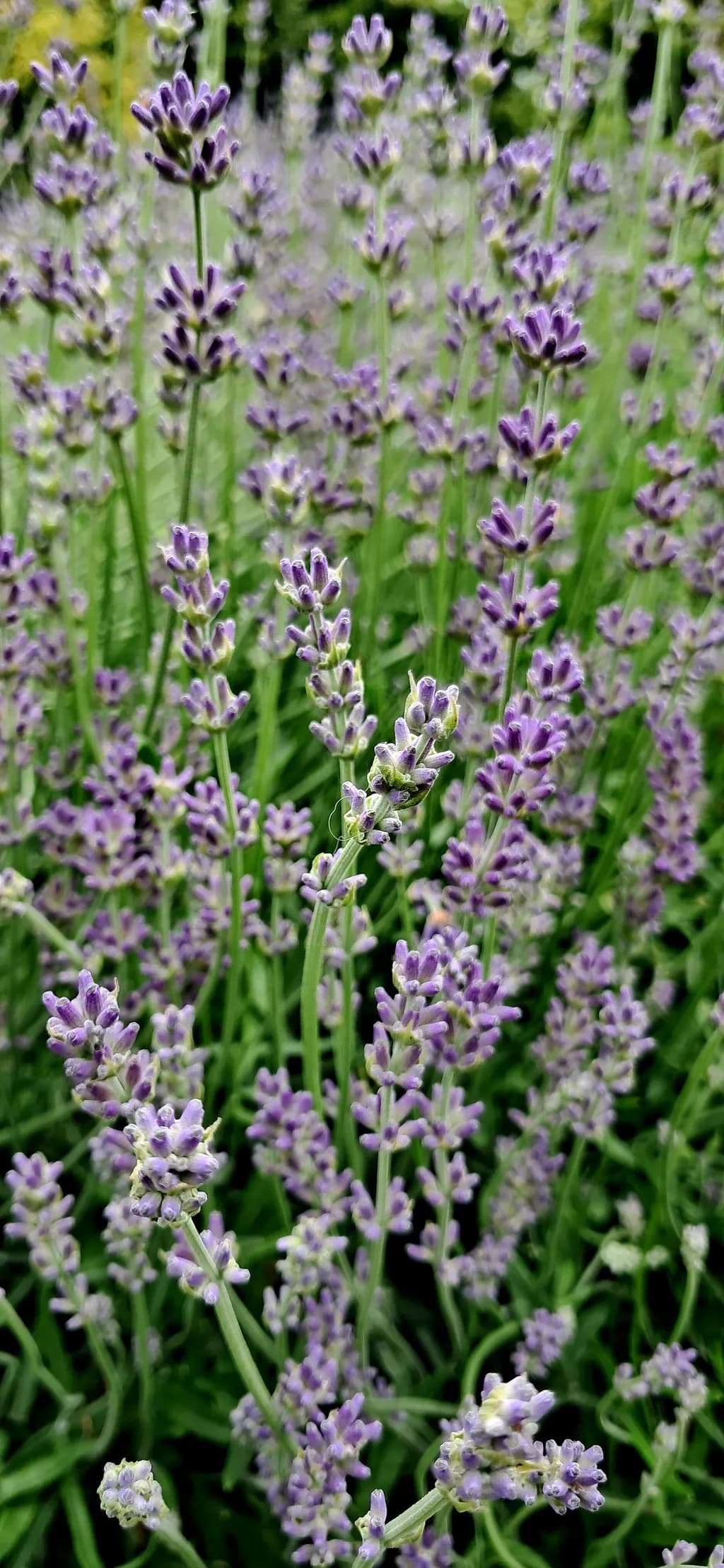 Lavender Bloom
