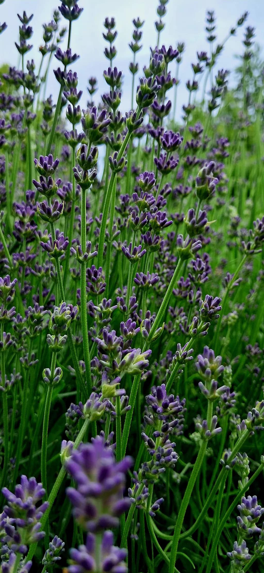 Lavender Bloom