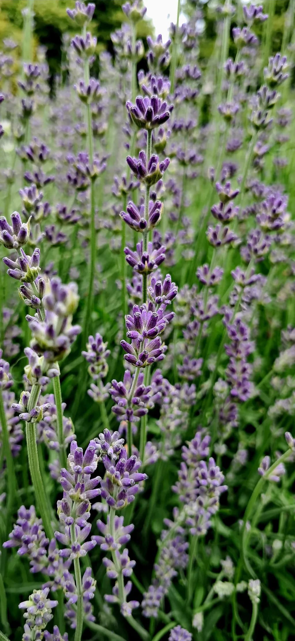 Lavender Bloom
