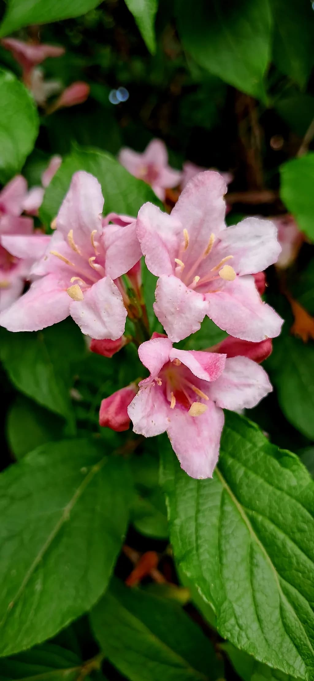 Pink Azalea Blossoms