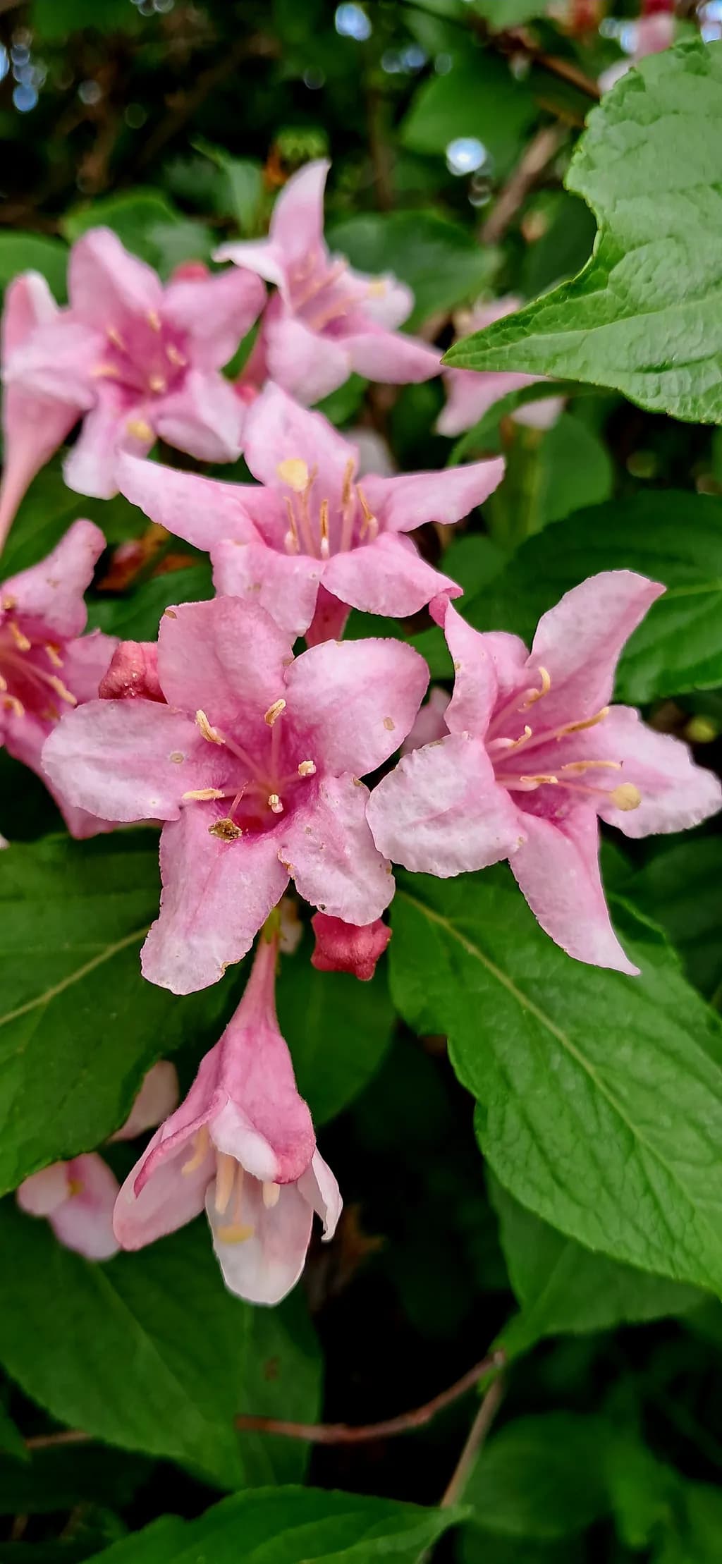 Pink Weigela Blossoms