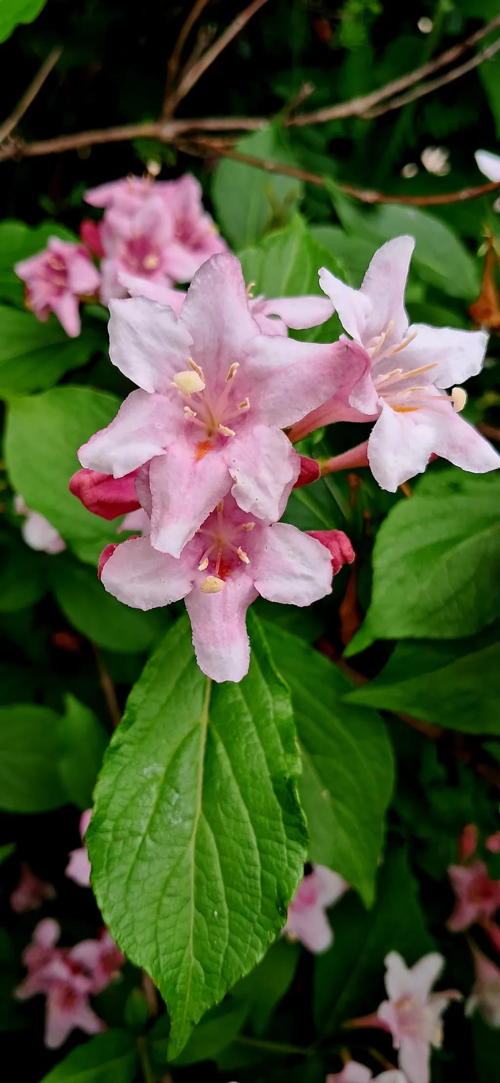Pink Weigela Bloom