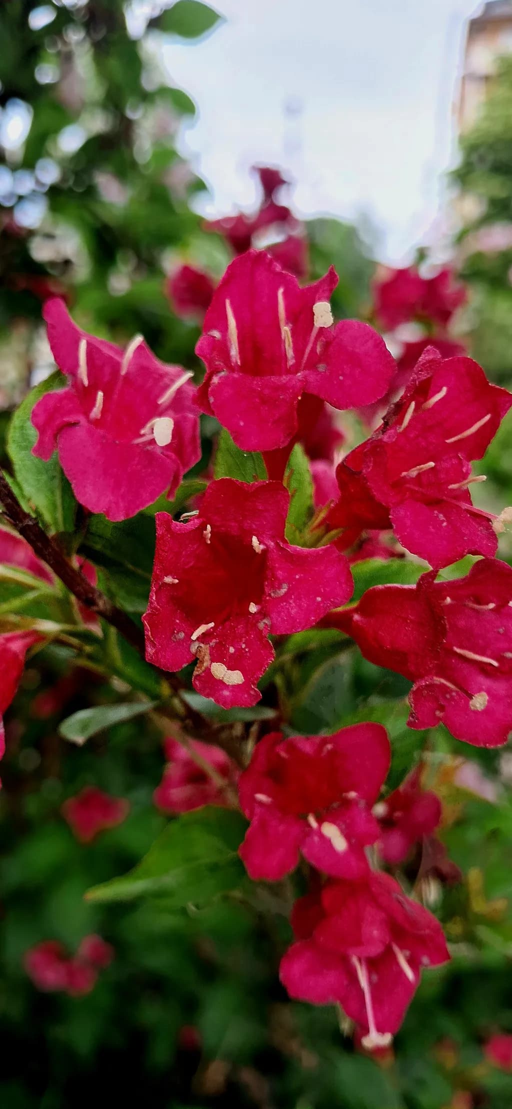 Crimson Blooms
