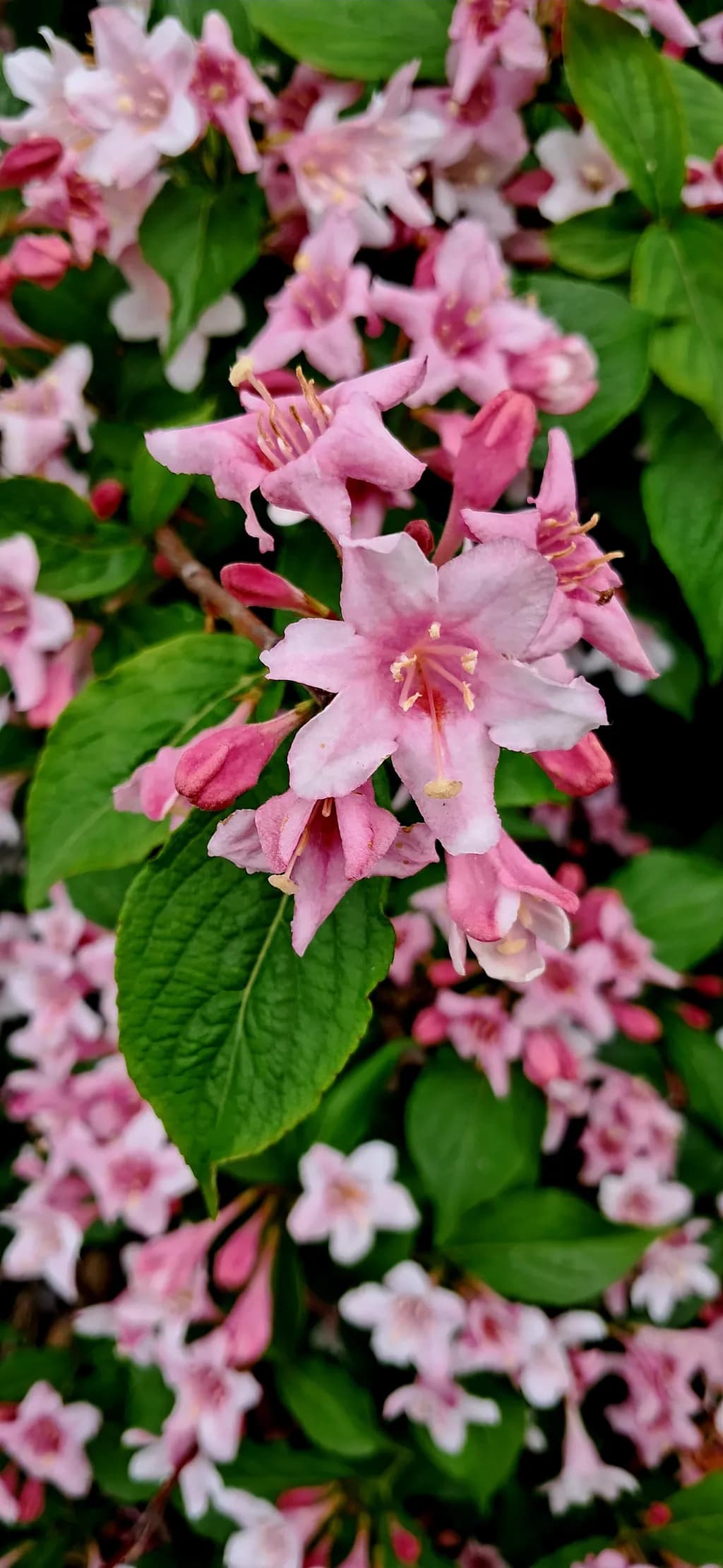 Pink Trumpet Blossoms
