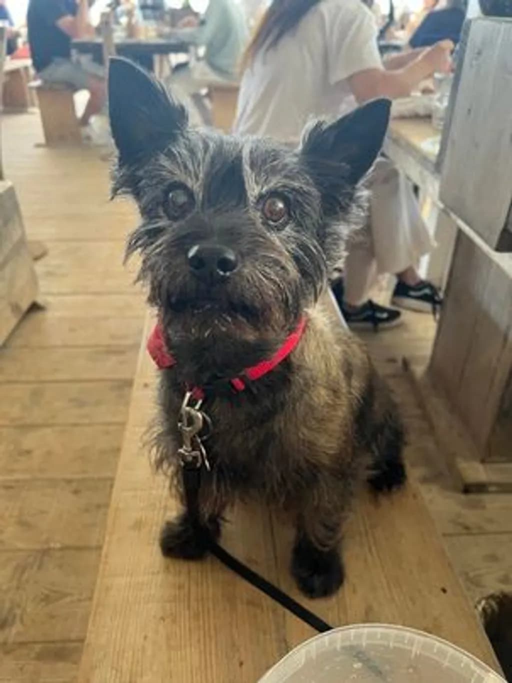 Curious Terrier