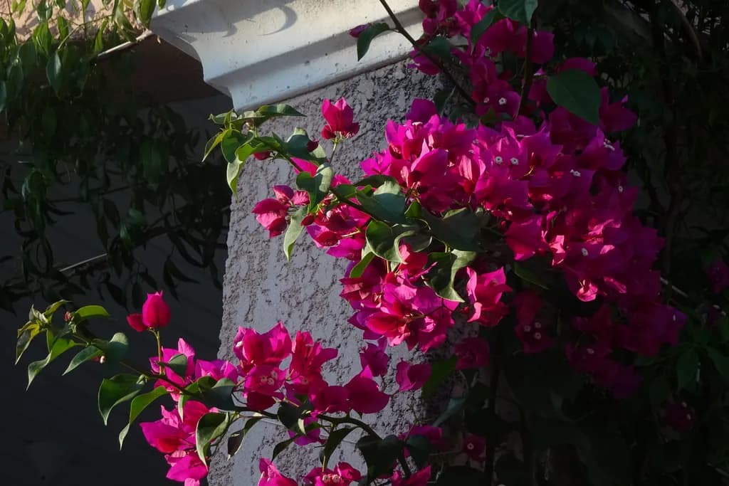 August Blossoms
