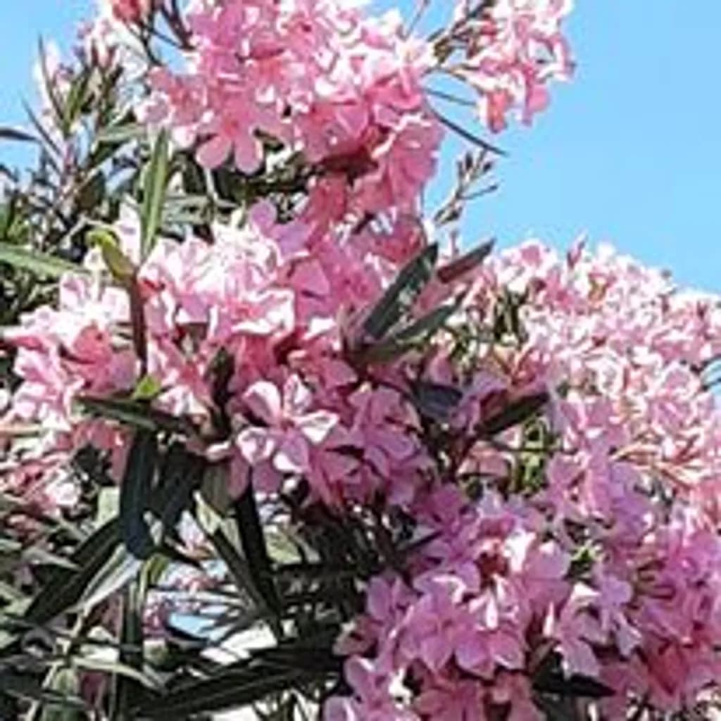 July Blossoms