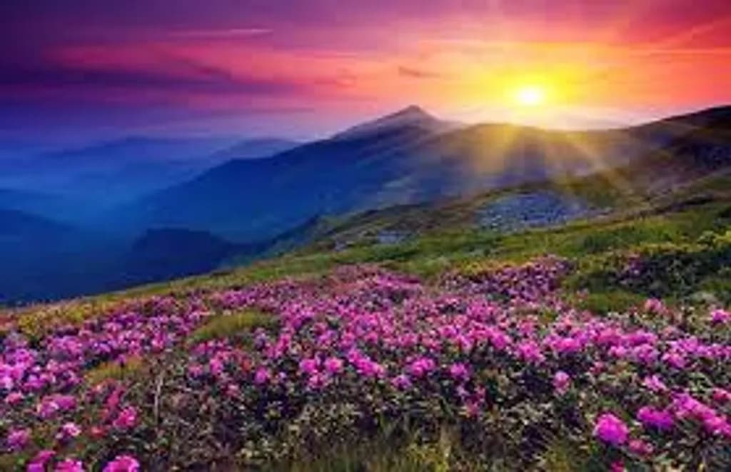 Mountain Bloom Sunrise