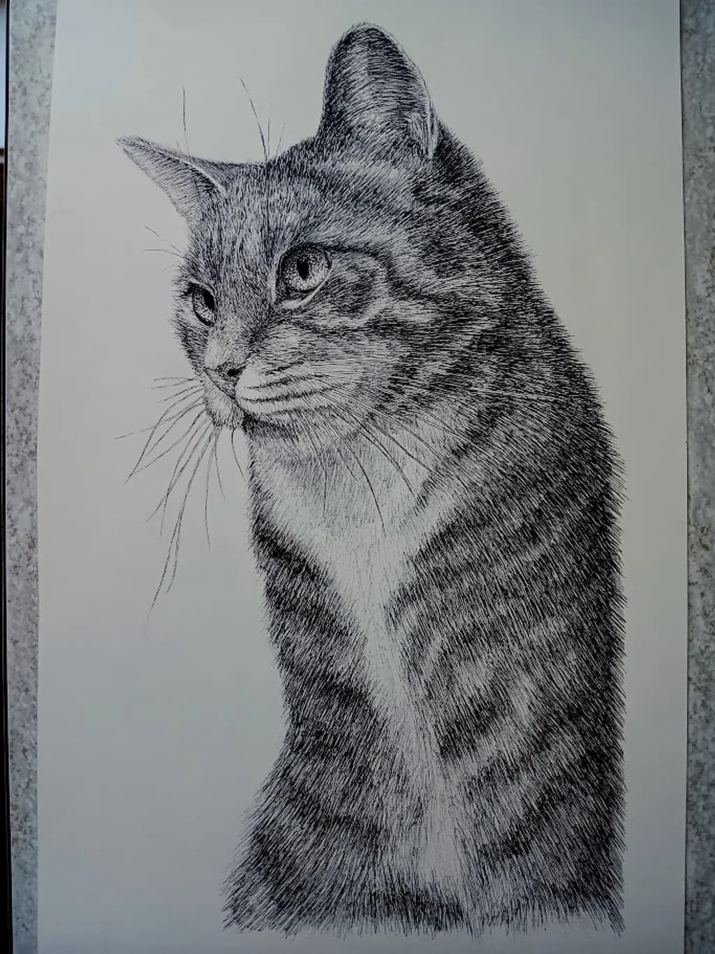 Pensive Tabby