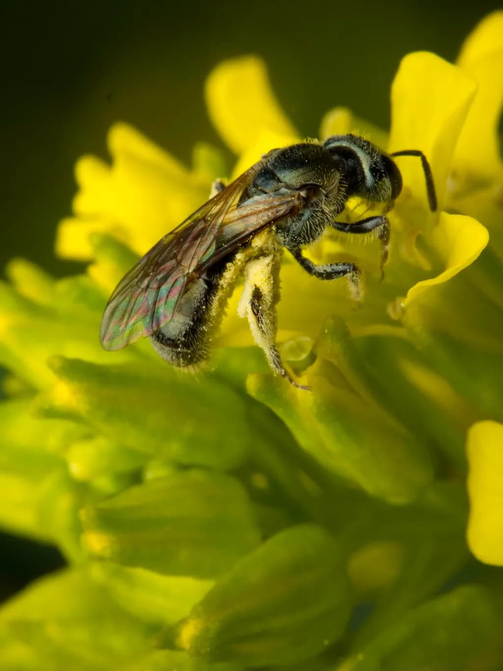Pollen Collector
